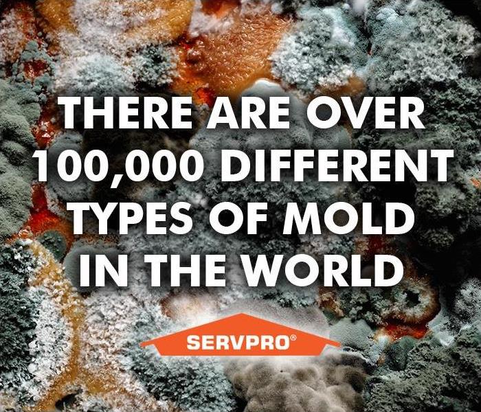 several types of mold present